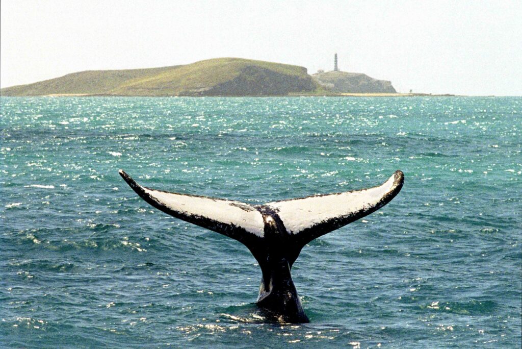 Parque Nacional Marinhos dos Abrolhos - Enrico Marcovaldi/Projeto Baleia Jubarte