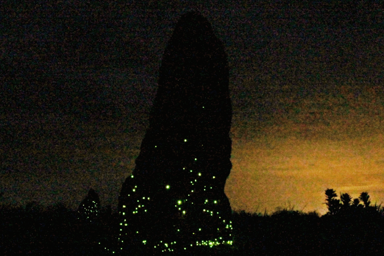 Em 30 anos, besouros bioluminescentes tiveram redução de diversidade no Cerrado
