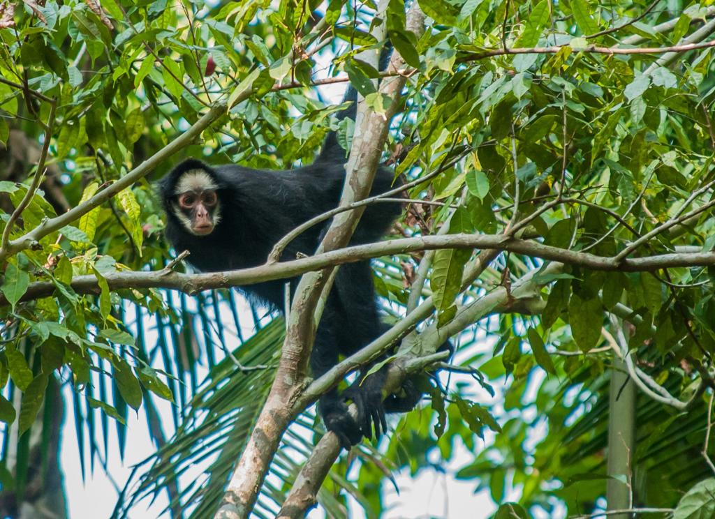 Mato Grosso extingue área de conservação na Amazônia