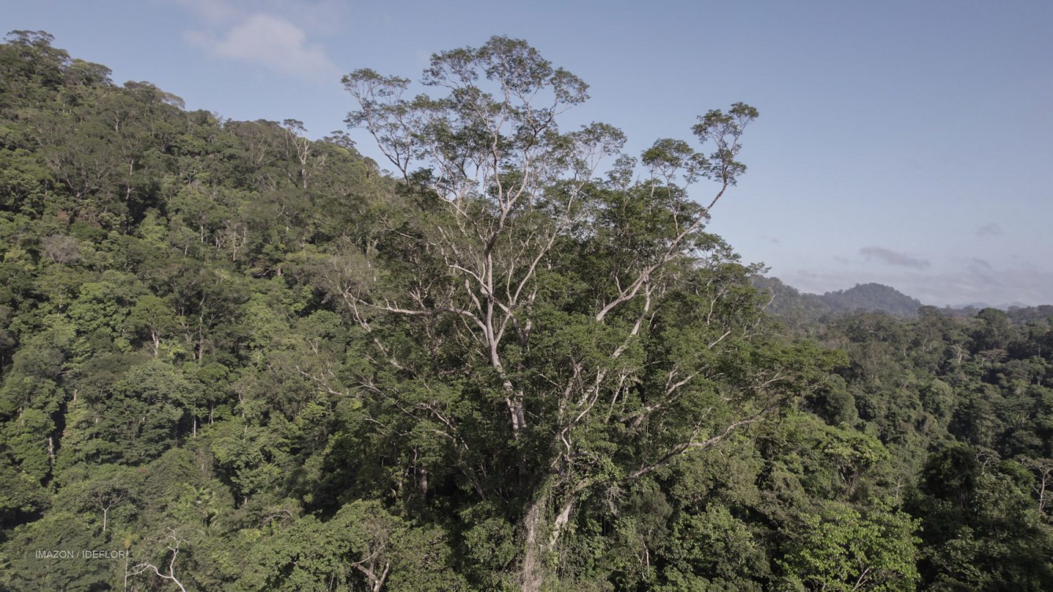 Proteger as árvores gigantes no Pará é o primeiro passo para uma aliança do futuro contra a emergência climática