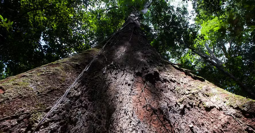 A oportunidade de um legado gigante no Pará