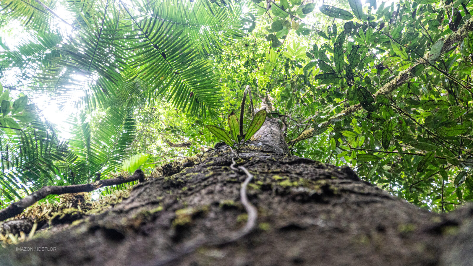 Consulta pública em setembro será decisiva para proteção das árvores gigantes no Pará