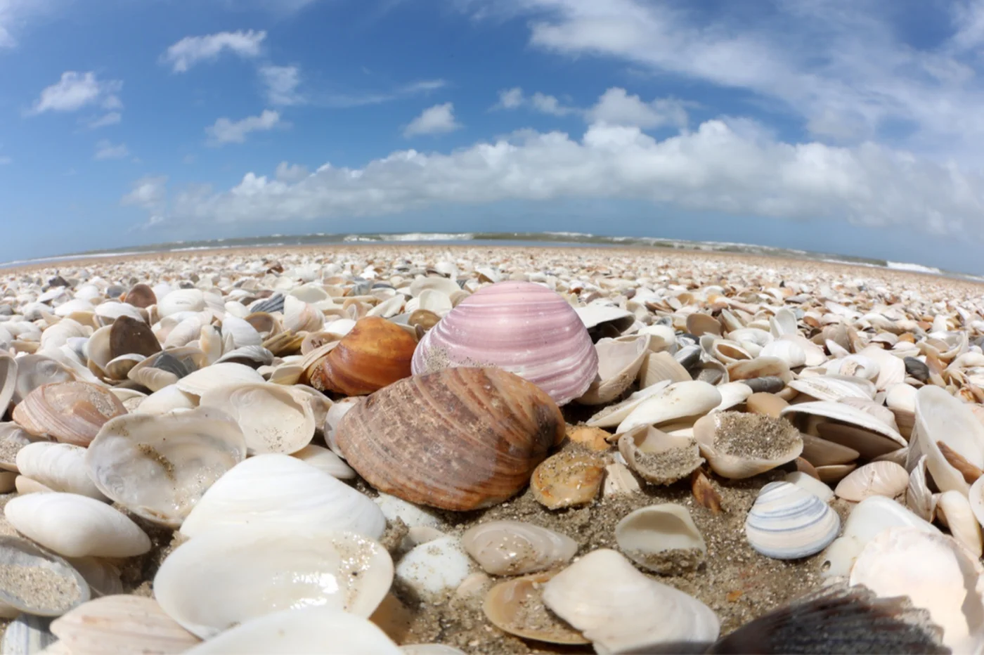 Expedição de pesquisadores avalia criação de mosaico de conservação no Albardão