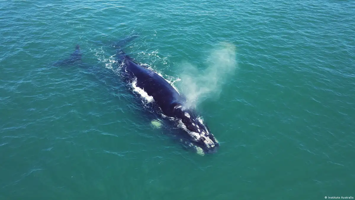 Após caça, baleia quase extinta no país enfrenta nova ameaça
